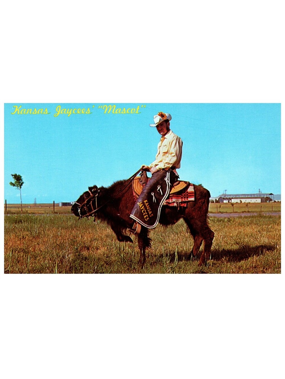 Vintage Postcard 1960s Kansas Jaycees Mascot Sparky Buffalo Calf Riding Buffalo